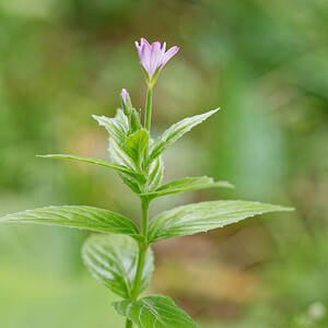 Epilobium montanum (Onagraceae)  - Épilobe des montagnes - Broad-leaved Willowherb Isere [France] 30/06/2022 - 1220m