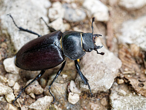 Lucanus cervus (Lucanidae)  - Cerf-volant (mâle), Biche (femelle), Lucane, Lucane cerf-volant - Stag Beetle Savoie [France] 28/06/2022 - 370m