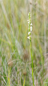 Spiranthes aestivalis (Orchidaceae)  - Spiranthe d'été - Summer Lady's-tresses Savoie [France] 28/06/2022 - 370m