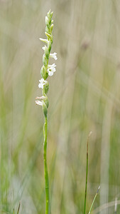 Spiranthes aestivalis (Orchidaceae)  - Spiranthe d'été - Summer Lady's-tresses Savoie [France] 28/06/2022 - 370m