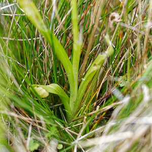 Spiranthes aestivalis (Orchidaceae)  - Spiranthe d'été - Summer Lady's-tresses Savoie [France] 28/06/2022 - 370m