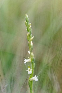 Spiranthes aestivalis (Orchidaceae)  - Spiranthe d'été - Summer Lady's-tresses Savoie [France] 28/06/2022 - 370m