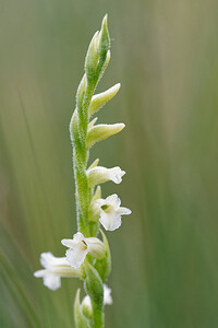 Spiranthes aestivalis (Orchidaceae)  - Spiranthe d'été - Summer Lady's-tresses Savoie [France] 28/06/2022 - 370m