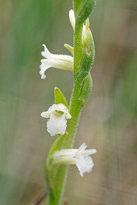 Spiranthes aestivalis (Orchidaceae)  - Spiranthe d'été - Summer Lady's-tresses Savoie [France] 28/06/2022 - 370m