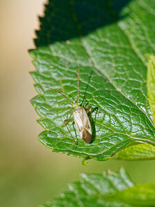 Adelphocoris lineolatus (Miridae)  Savoie [France] 06/07/2022 - 980m