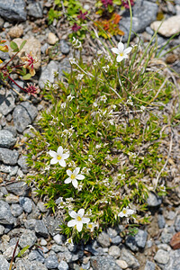 Arenaria grandiflora (Caryophyllaceae)  - Sabline à grandes fleurs Savoie [France] 02/07/2022 - 1970m