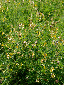 Astragalus penduliflorus (Fabaceae)  - Astragale à fleurs pendantes Hautes-Alpes [France] 14/07/2022 - 1870m