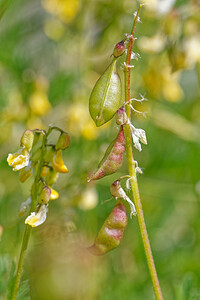 Astragalus penduliflorus (Fabaceae)  - Astragale à fleurs pendantes Hautes-Alpes [France] 14/07/2022 - 1870m