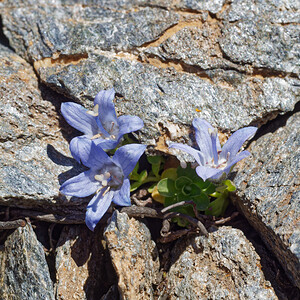 Campanula cenisia (Campanulaceae)  - Campanule du mont Cenis Savoie [France] 08/07/2022 - 2760m