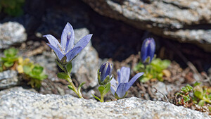 Campanula cenisia (Campanulaceae)  - Campanule du mont Cenis Savoie [France] 08/07/2022 - 2760m