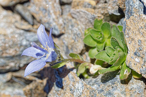 Campanula cenisia (Campanulaceae)  - Campanule du mont Cenis Savoie [France] 08/07/2022 - 2770m