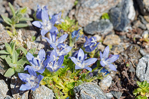 Campanula cenisia (Campanulaceae)  - Campanule du mont Cenis Savoie [France] 08/07/2022 - 2780m