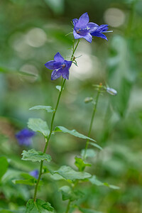 Campanula rhomboidalis (Campanulaceae)  - Campanule rhomboidale, Campanule à feuilles en losange - Broad-leaved Harebell Isere [France] 10/07/2022 - 1410m