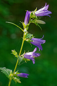 Campanula trachelium (Campanulaceae)  - Campanule gantelée, Gant de Notre-Dame, Ortie bleue - Nettle-leaved Bellflower Savoie [France] 06/07/2022 - 980m