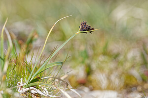 Carex parviflora (Cyperaceae)  - Laîche à petites fleurs - Russet Sedge Savoie [France] 08/07/2022 - 2750m