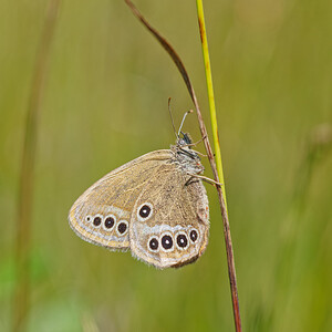 Coenonympha oedippus (Nymphalidae)  - Fadet des Laîches, Oedipe Savoie [France] 05/07/2022 - 230m