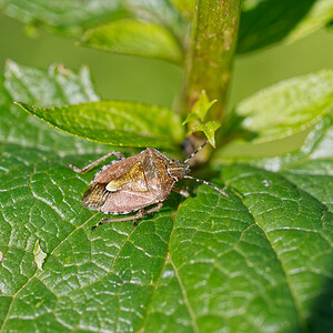 Dolycoris baccarum (Pentatomidae)  - Punaise brune à antennes & bords panachés Savoie [France] 06/07/2022 - 980m