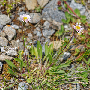Erigeron alpinus (Asteraceae)  - Érigéron des Alpes, Vergerette des alpes Savoie [France] 02/07/2022 - 1960m