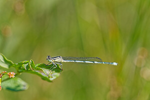 Erythromma lindenii (Coenagrionidae)  - Agrion de Vander Linden, Naïade de Vander Linden Savoie [France] 05/07/2022 - 230m