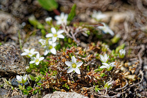 Facchinia rupestris (Caryophyllaceae)  - Alsine des rochers, Minuartie des rochers Savoie [France] 08/07/2022 - 2740m