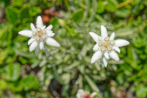 Leontopodium nivale (Asteraceae)  - Édelweiss des neiges - Edelweiss Turin [Italie] 02/07/2022 - 1970m