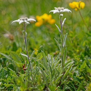 Leontopodium nivale (Asteraceae)  - Édelweiss des neiges - Edelweiss Turin [Italie] 02/07/2022 - 1970m