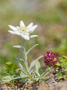 Leontopodium nivale (Asteraceae)  - Édelweiss des neiges - Edelweiss Savoie [France] 02/07/2022 - 1960m