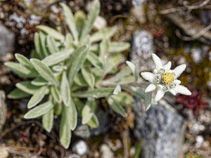 Leontopodium nivale (Asteraceae)  - Édelweiss des neiges - Edelweiss Savoie [France] 02/07/2022 - 1960m