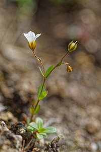 Linum catharticum (Linaceae)  - Lin purgatif - Fairy Flax Savoie [France] 02/07/2022 - 1960m