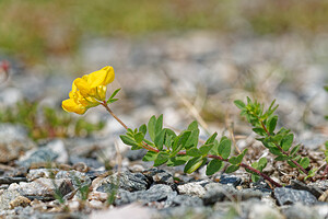 Lotus corniculatus subsp. delortii (Fabaceae)  - Lotier de Delort Savoie [France] 02/07/2022 - 1970m