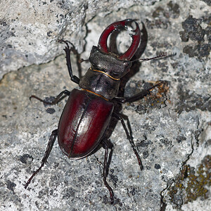 Lucanus cervus (Lucanidae)  - Cerf-volant (mâle), Biche (femelle), Lucane, Lucane cerf-volant - Stag Beetle Savoie [France] 07/07/2022 - 410m