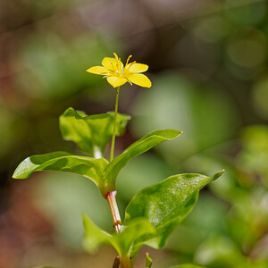 Lysimachia nemorum (Primulaceae)  - Lysimaque des bois, Mouron jaune - Yellow Pimpernel Savoie [France] 06/07/2022 - 980m