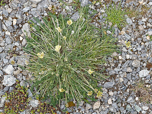 Oxytropis campestris (Fabaceae)  - Oxytropide champêtre, Oxytropide des champs, Oxytropis des champs, Oxytropis champêtre, Astragale champêtre - Yellow Oxytropis Savoie [France] 02/07/2022 - 1970m