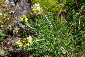 Oxytropis campestris (Fabaceae)  - Oxytropide champêtre, Oxytropide des champs, Oxytropis des champs, Oxytropis champêtre, Astragale champêtre - Yellow Oxytropis Savoie [France] 08/07/2022 - 2740m