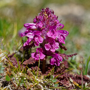 Pedicularis verticillata (Orobanchaceae)  - Pédiculaire verticillée Savoie [France] 08/07/2022 - 2750m