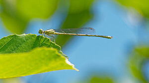 Platycnemis pennipes (Platycnemididae)  - Agrion à larges pattes, Pennipatte bleuâtre - White-legged Damselfly, Blue featherleg Savoie [France] 05/07/2022 - 230m