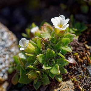 Saxifraga androsacea (Saxifragaceae)  - Saxifrage androsace, Saxifrage fausse androsace Savoie [France] 08/07/2022 - 2740m