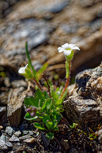 Saxifraga androsacea (Saxifragaceae)  - Saxifrage androsace, Saxifrage fausse androsace Savoie [France] 08/07/2022 - 2740m