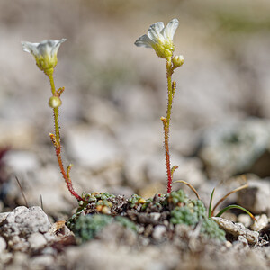 Saxifraga caesia (Saxifragaceae)  - Saxifrage glauque, Saxifrage bleue, Saxifrage bleuâtre Savoie [France] 08/07/2022 - 2540m