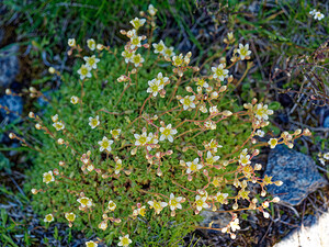 Saxifraga exarata (Saxifragaceae)  - Saxifrage sillonnée, Saxifrage faux orpin Savoie [France] 08/07/2022 - 2740m