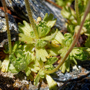 Saxifraga exarata (Saxifragaceae)  - Saxifrage sillonnée, Saxifrage faux orpin Savoie [France] 08/07/2022 - 2730m