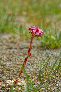 Sempervivum arachnoideum (Crassulaceae)  - Joubarbe toile-d'araignée - Cobweb House-leek Hautes-Alpes [France] 14/07/2022 - 1870m