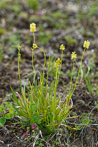 Tofieldia calyculata (Tofieldiaceae)  - Tofieldie à calicule, Tofieldie des marais Savoie [France] 02/07/2022 - 1960m
