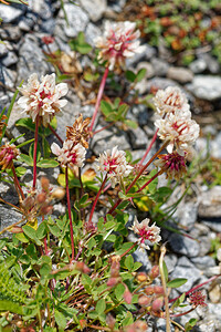 Trifolium pallescens (Fabaceae)  - Trèfle pâlissant, Trèfle pâlissant d'Auvergne Turin [Italie] 02/07/2022 - 1970m