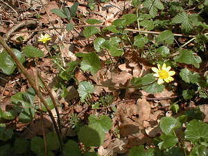 Ficaria verna (Ranunculaceae)  - Ficaire printanière, Renoncule ficaire - Lesser Celandine Nord [France] 09/04/1999 - 210m