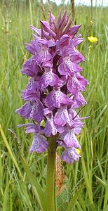 Dactylorhiza praetermissa (Orchidaceae)  - Dactylorhize négligé, Orchis négligé, Orchis oublié - Southern Marsh-orchid Pas-de-Calais [France] 19/05/1999