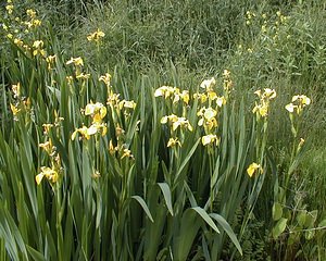 Iris pseudacorus (Iridaceae)  - Iris faux acore, Iris jaune, Flambe d'eau, Iris des marais - Yellow Iris Pas-de-Calais [France] 19/05/1999