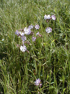 Silene latifolia (Caryophyllaceae)  - Silène à feuilles larges, Silène à larges feuilles, Compagnon blanc - White Campion Pas-de-Calais [France] 01/05/1999 - 90m