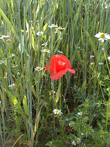 Papaver rhoeas (Papaveraceae)  - Coquelicot, Grand coquelicot, Pavot coquelicot - Common Poppy Pas-de-Calais [France] 16/06/1999