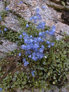 Campanula rotundifolia (Campanulaceae)  - Campanule à feuilles rondes - Harebell Jura [France] 21/07/1999 - 1400m